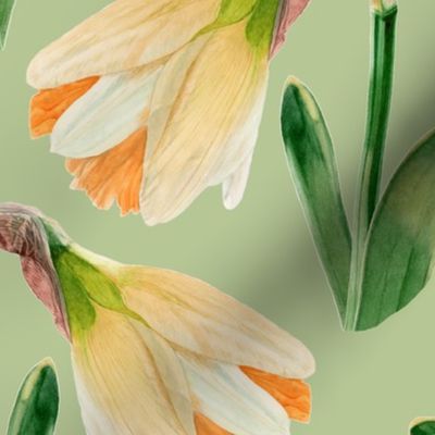 Watercolor Daffodils | Tea Green | Large Scale