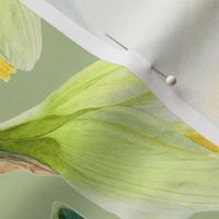 Delightful Daffodils | Watercolor | Medium Scale