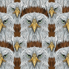 Eagle Eyes Bald Eagle