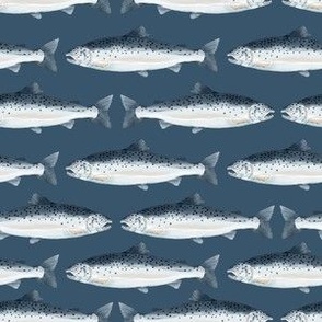 Salmon Fish Swimming on Navy Blue Background