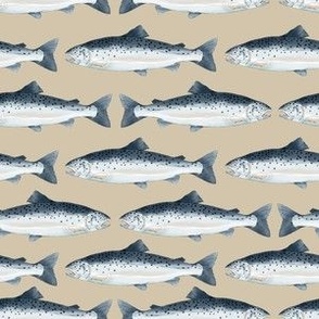 Salmon Fish Swimming on Beige Background