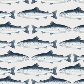 Salmon Fish Swimming on Pale Grey Background