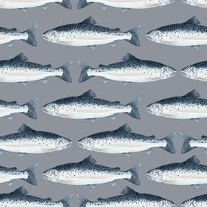 Salmon Fish Swimming on Grey Slate Background