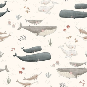 Whale species