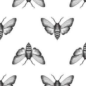 Hairy Moth Graphite Pencil on White Background // Large Scale