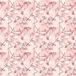 Flamingos