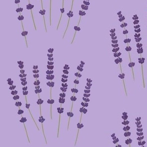 Lavender Field Dreams