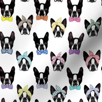 Snazzy Boston terriers