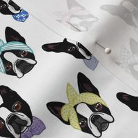 Snazzy Boston terriers