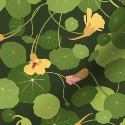 Nasturtium