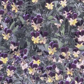 18x10-Inch Repeat of When Tiny Violas Fill My Garden - Soft Colors