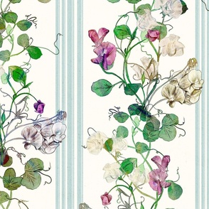 Hand drawn Sweet Pea climbing plants with duck egg blue stripes on a cream background and vintage texture