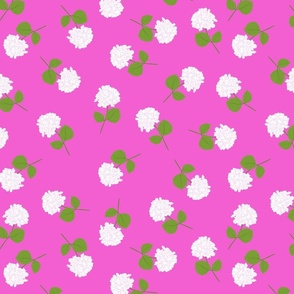White Cut Hydrangeas with Fuchsia Background