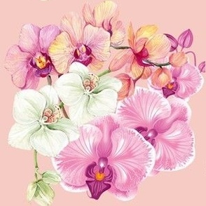 Orchids flowers in peach background
