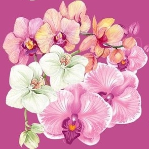 Romantic pink and white orchids in dark pink background