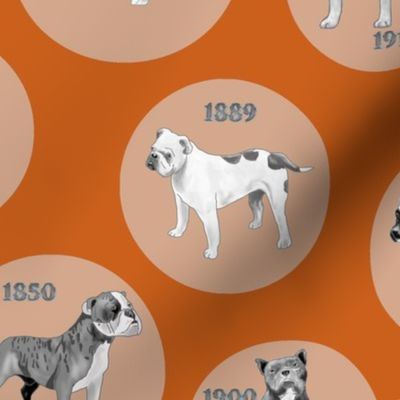 Early Bulldogs on Orange