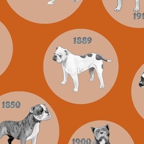 Early Bulldogs on Orange