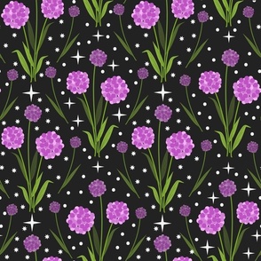 Sweet Purple Pink Allium Dreams on Black Background: Medium
