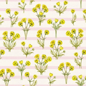 Yellow Buttercup Flowers with Pink Stripes and Ecru White Background on Denim Texture