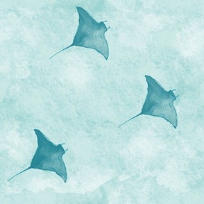 Manta glide// Manta Rays of the ocean