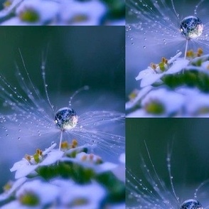 Water droplets in flower