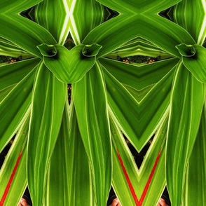 LEAVES_OF_HAWAII__20_