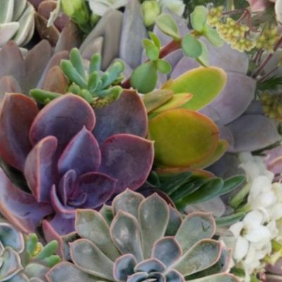 Wonderful World of Succulents