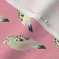 Summer Parakeets (small scale)