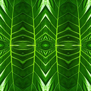 LEAVES_OF_HAWAII__16_