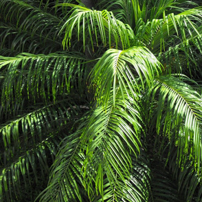 LEAVES_OF_HAWAII__2_