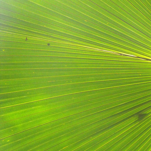 LEAVES_OF_HAWAII__7_