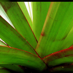 LEAVES_OF_HAWAII__15_