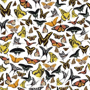 Butterflies in the Garden 