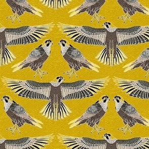peregrine falcon Australian bird of prey - yellow mustard
