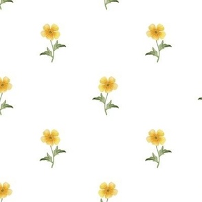 Simple buttercup watercolor floral on white 