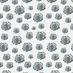 watercolor succulent white background for spoonflower-01