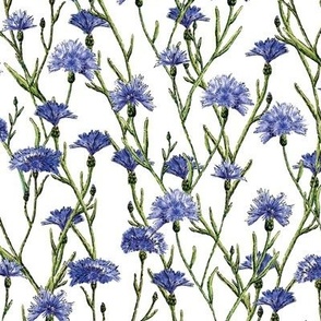 Blue Watercolor Cornflowers Summer Florals