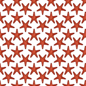 Realistic Starfish on White Background Small Scale