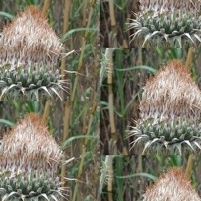 Thistle blossom, dried