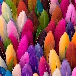 Colorful Feathers of Birds