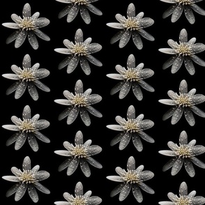 Delicate, Dimensional White Flowers on Black