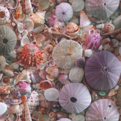 Sea_Urchins_and_Shells by Sylvie