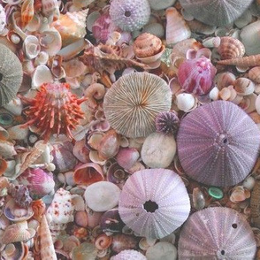 Sea_Urchins_and_Shells by Sylvie