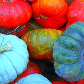 Pumpkins Galore!