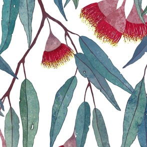 Red eucalyptus on white /L/