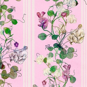 Watercolor Sweet Pea climbing plants with cream stripes on a pink background