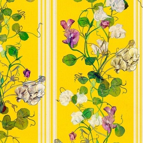 Watercolor Sweet Pea climbing plants with cream stripes on a yellow background