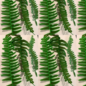 Ferns