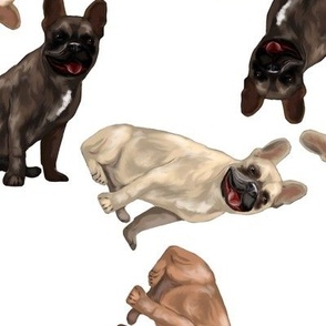 Assorted French Bulldogs Tumbling on White