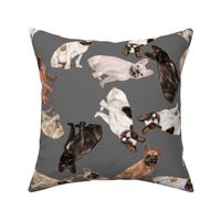 Assorted French Bulldogs Tumbling on Gray